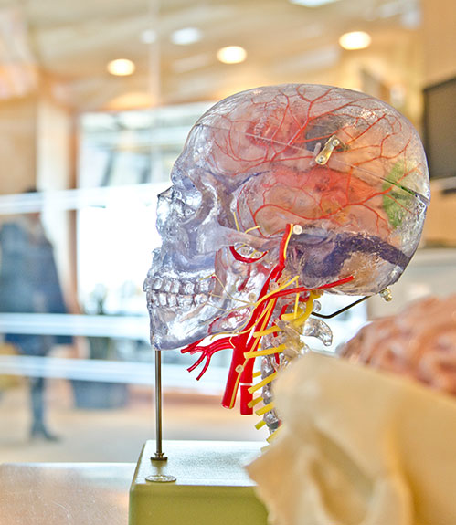 Cerveau coloré sur socle