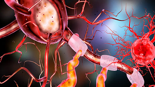 neuronnes